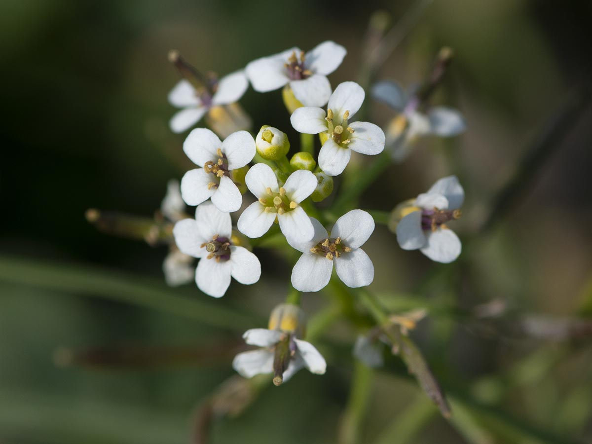 Blüten nah